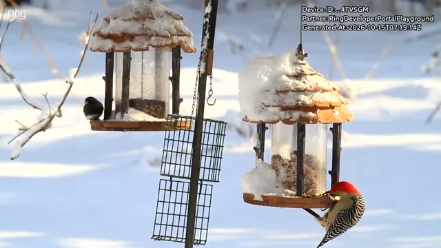 Poster: Playground recording 01: birds at snowy feeders